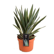 Yucca gloriosa Variegata 23/70 Plants Almost Paradise Berlin